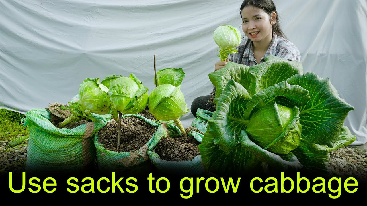 Use sacks to grow cabbage at home easy and inexpensive Growing Cabbage at Home easy for Beginners