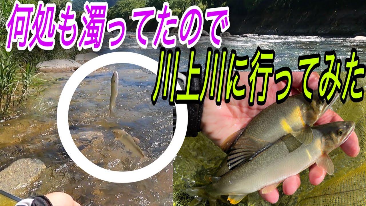 何処も濁ってたので、川上川に行ってみた！