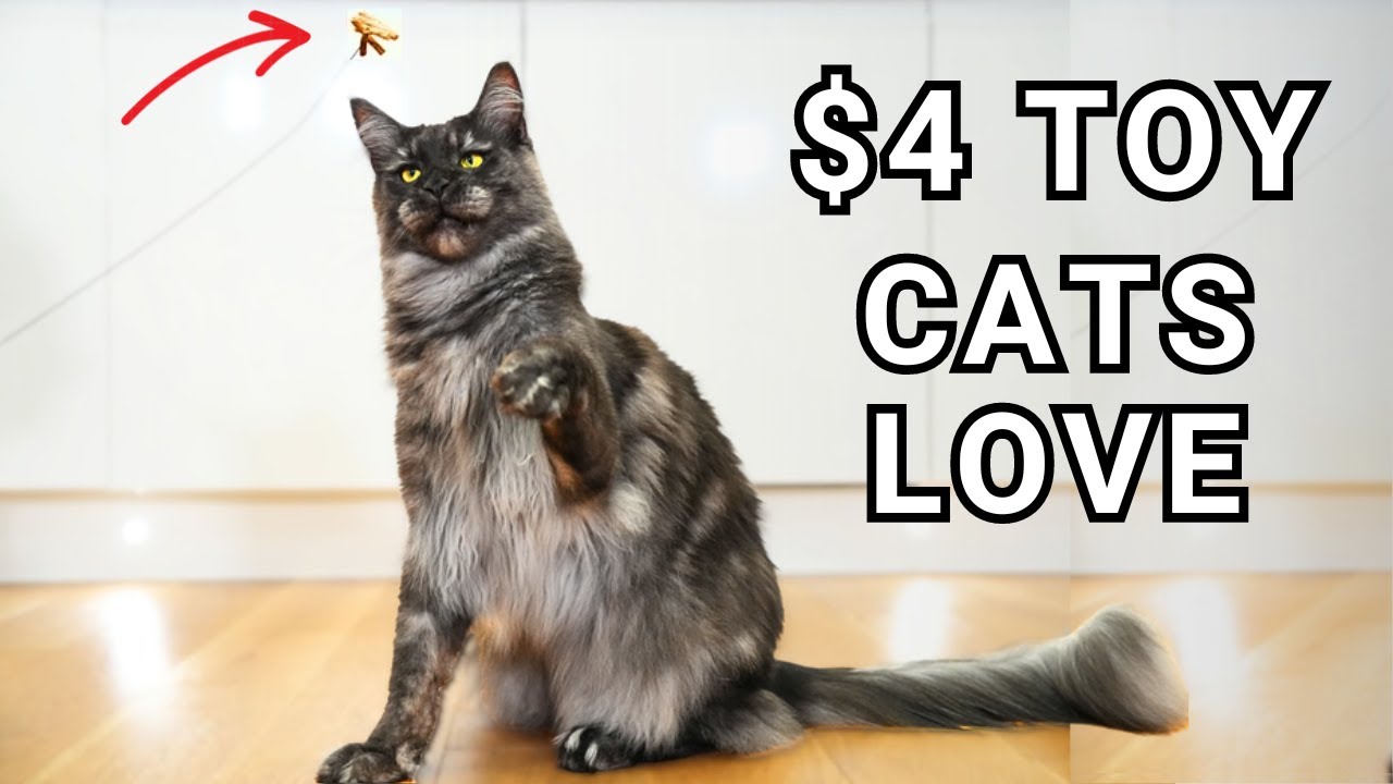 The Cat Dancer Interactive Cat Toy: Most Important Toy You've Never Heard Of?