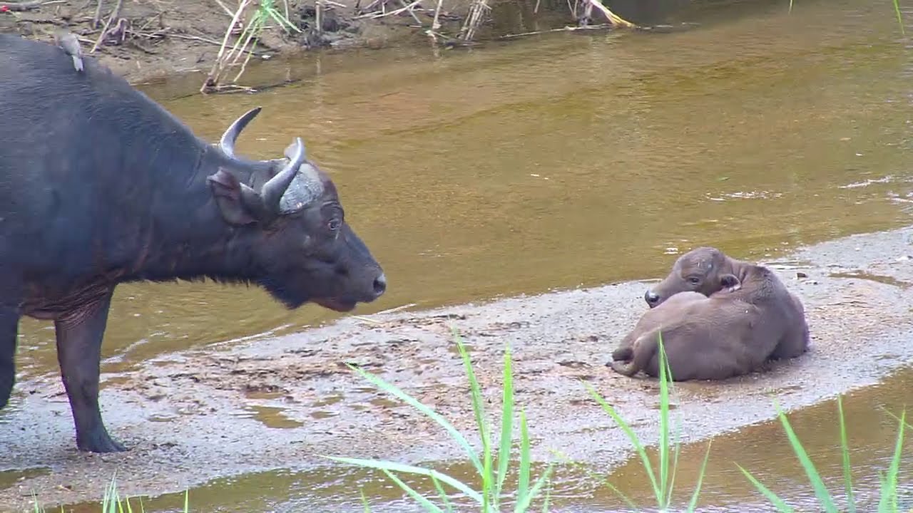 A Buffalo Calf Suckling