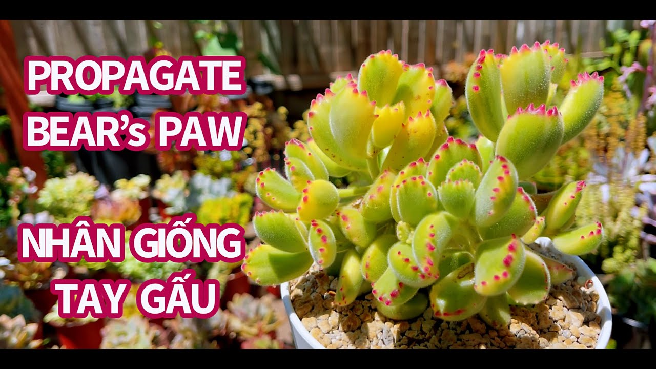 #469 COTYLEDON TOMENTOSA PROPAGATION | NHÂN GIỐNG SEN ĐÁ TAY GẤU | 다육식물 | 多肉植物 | Suculentas