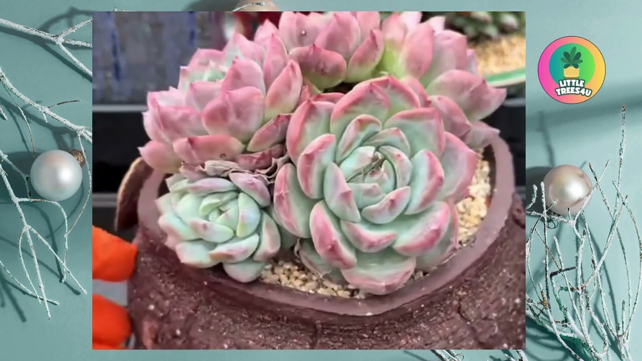 🌵ASMR cleaning succulents🌿🧼.