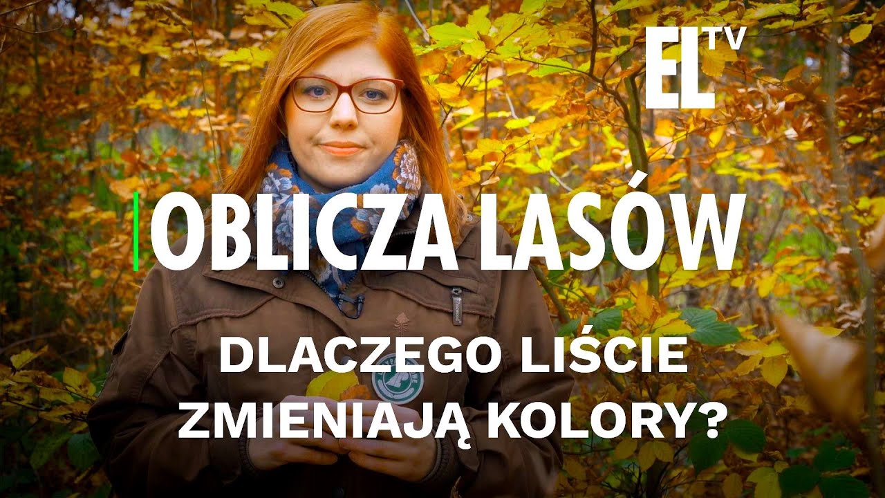 Dlaczego liście zmieniają kolory? | OBLICZA LASÓW #113