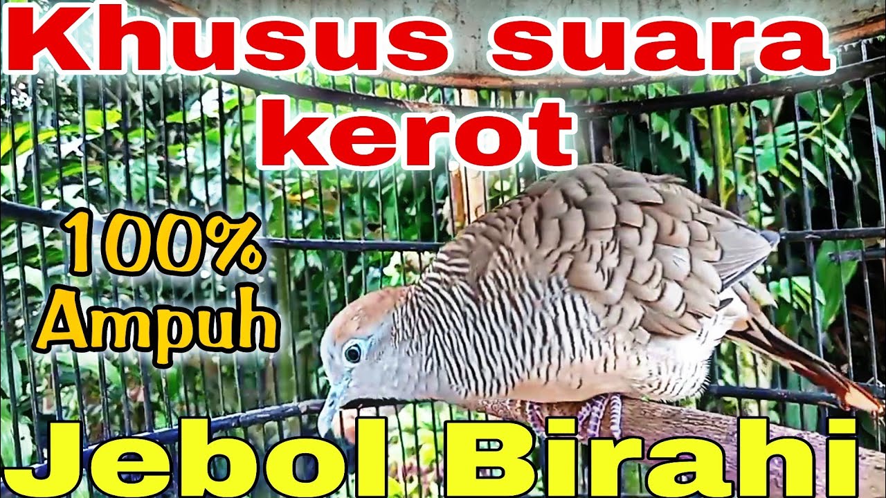 khusus suara kerot pancingan perkutut lokal gacor