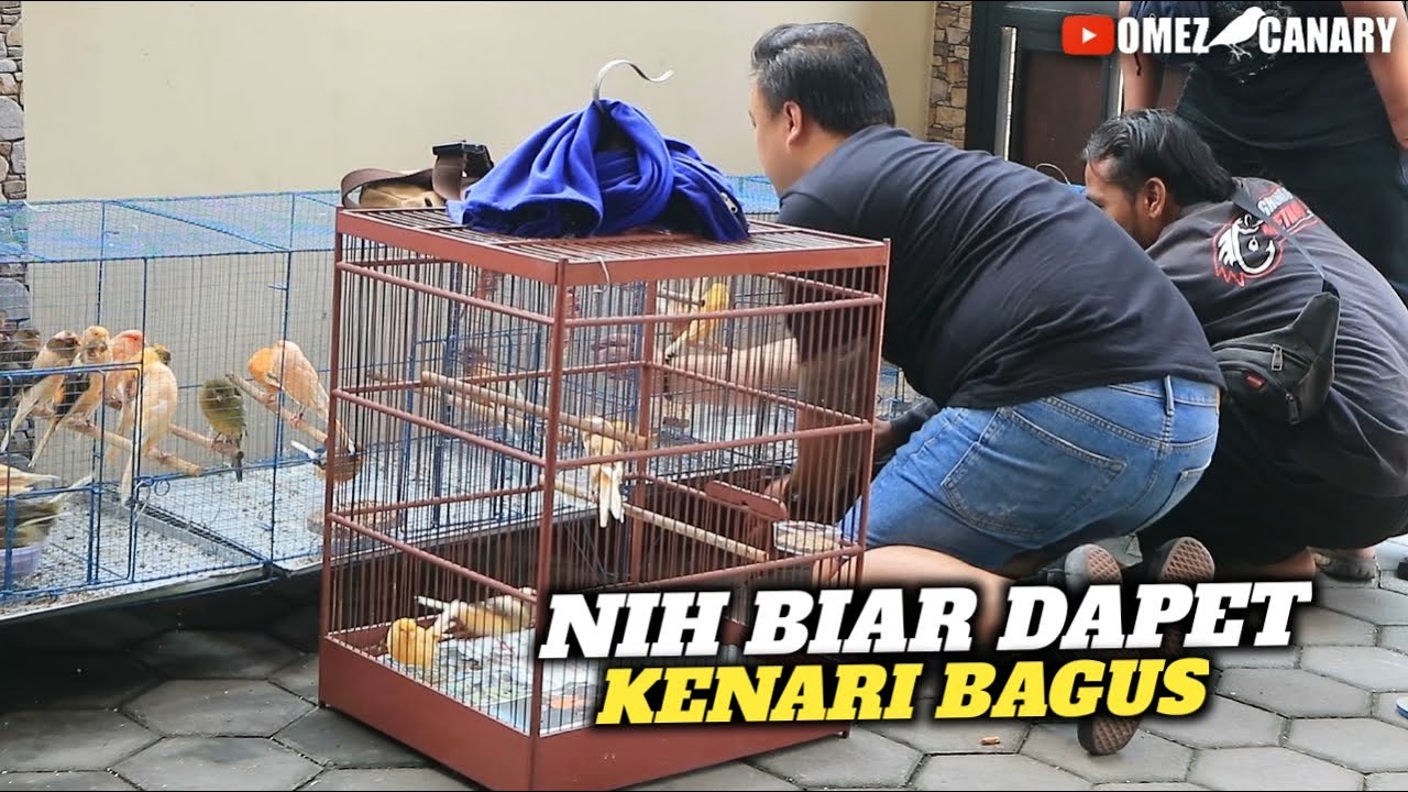 PERHATIKAN‼️ 5 Tips Memilih Kenari Untuk pemula