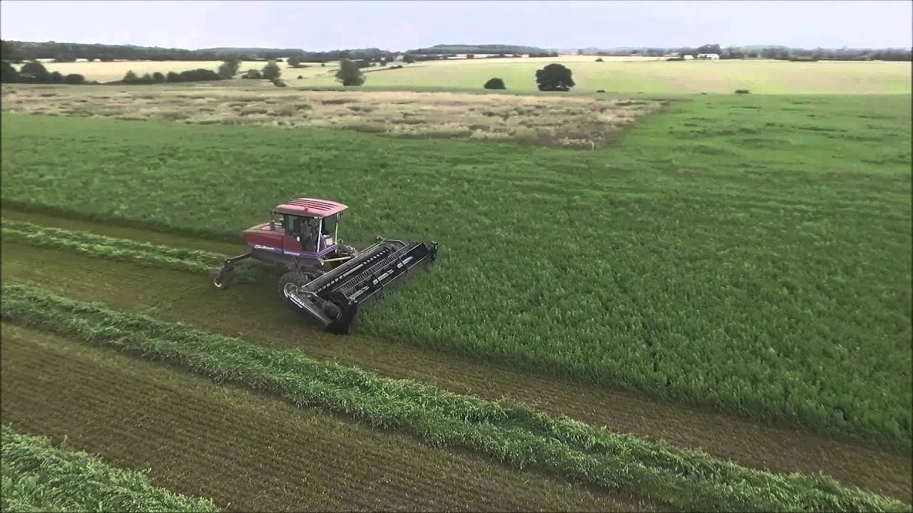 cutting lucerne