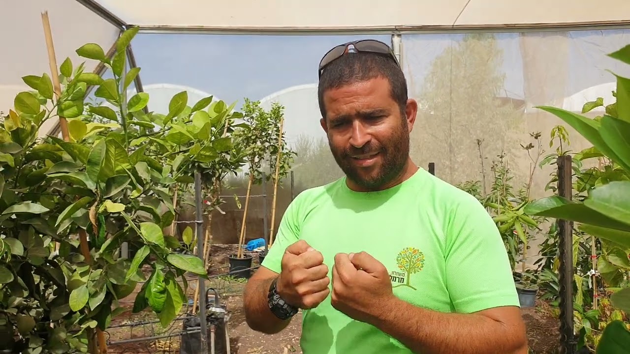 האם אפשר לגדל עצי פרי במרפסת בתוך מיכל? כל התשובות והטיפים בסרטון!
