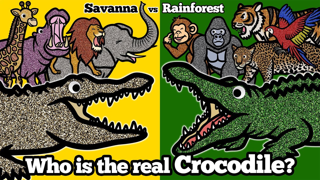 Crocodile Got Lost! Help Me Find My Way Back Home! | Rainforest | Learn Animal Habitats for Kids