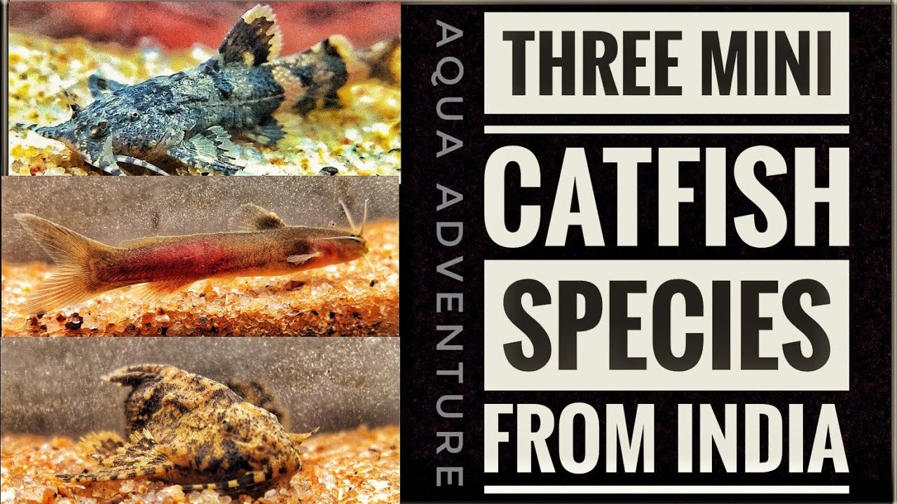 3 Mini CATFISH species from INDIA | planted tank  | Aqua adventure |