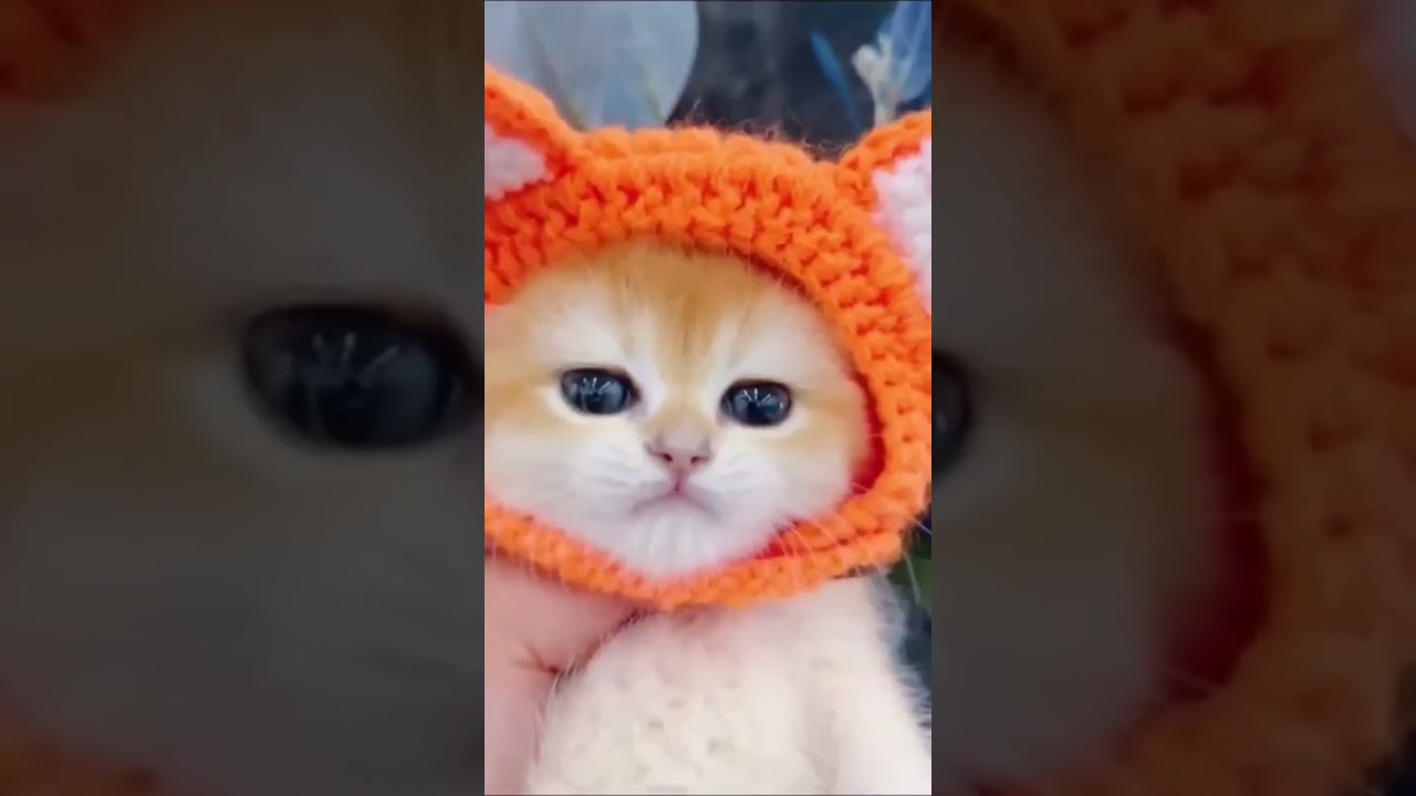 😻cute kitten 😻😻