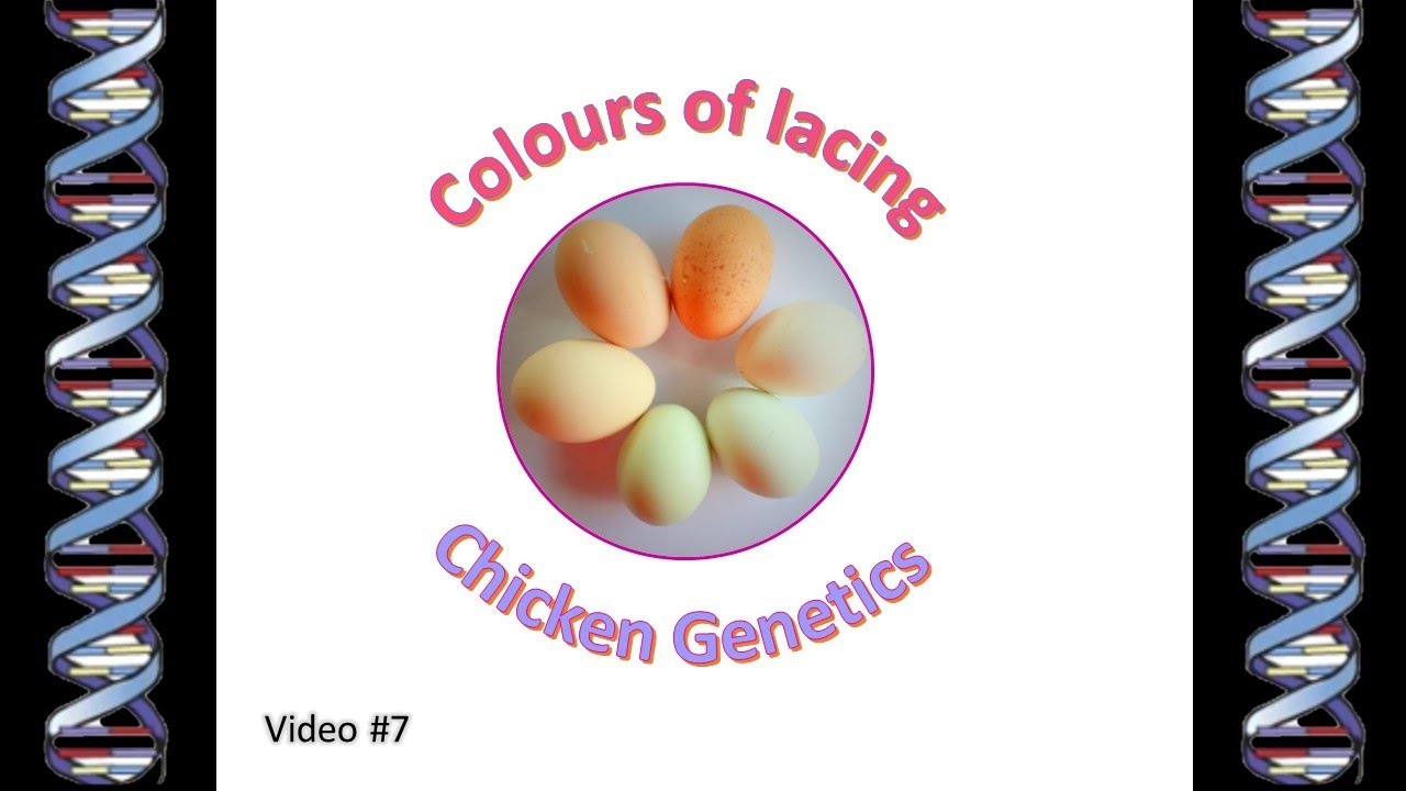 Chicken Genetics 7 - Lacing Colours
