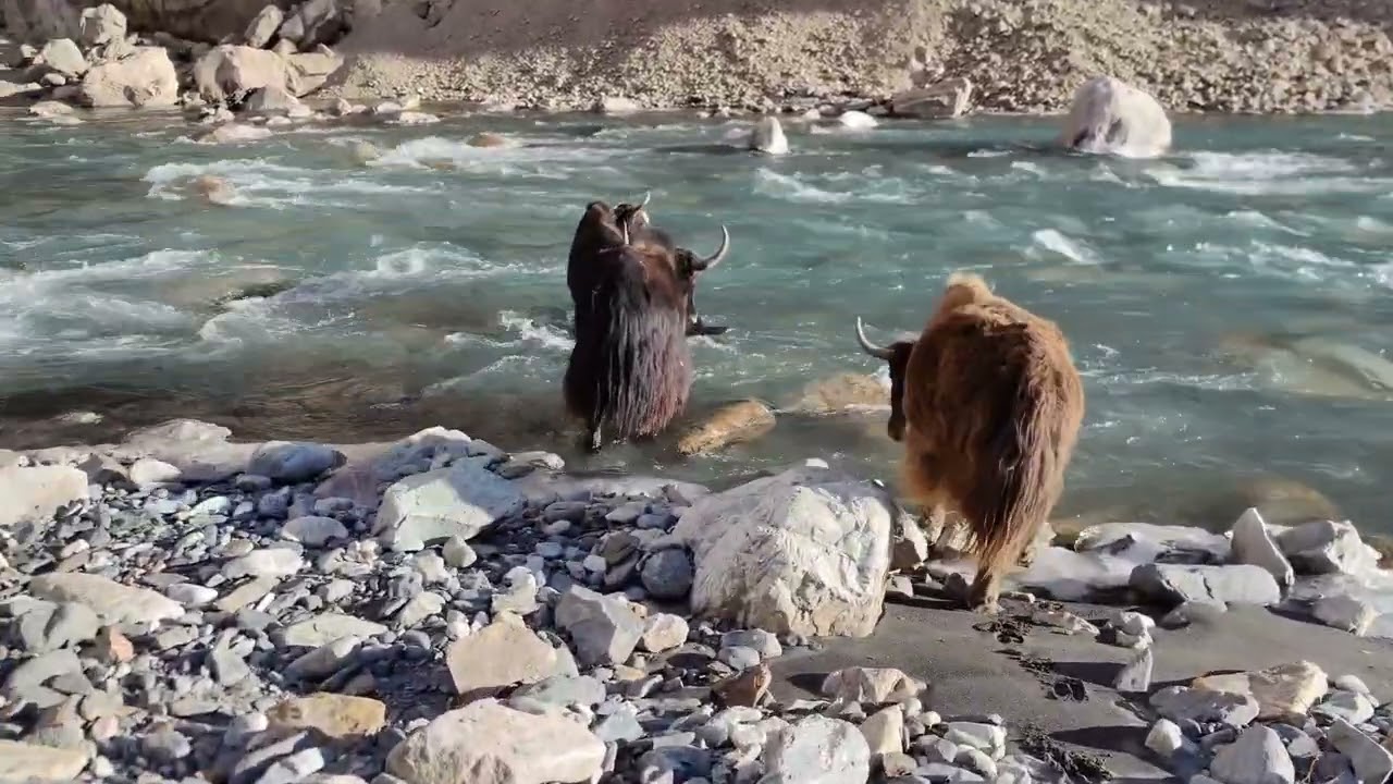 mountain yak trivling to khungrave pasa crossing hunza river Cold 🥶 water 💦