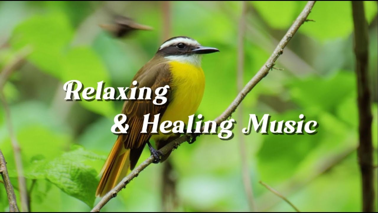Relaxing Music for Sleep & Focus | Calm Your Mind, Study with Rusty-margined Flycatcher