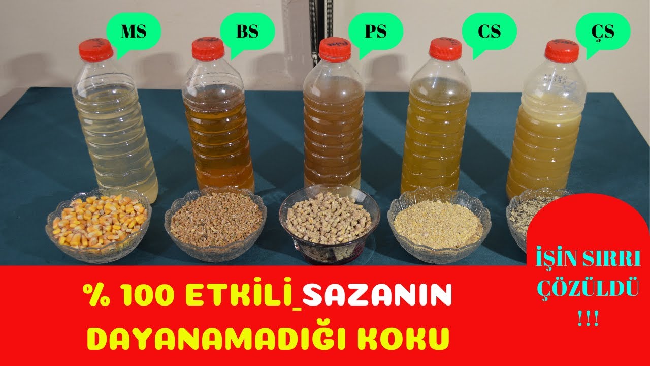 SIR ÇÖZÜLDÜ | SAZAN YAKALAMANIN SIRRI BU KOKUDA