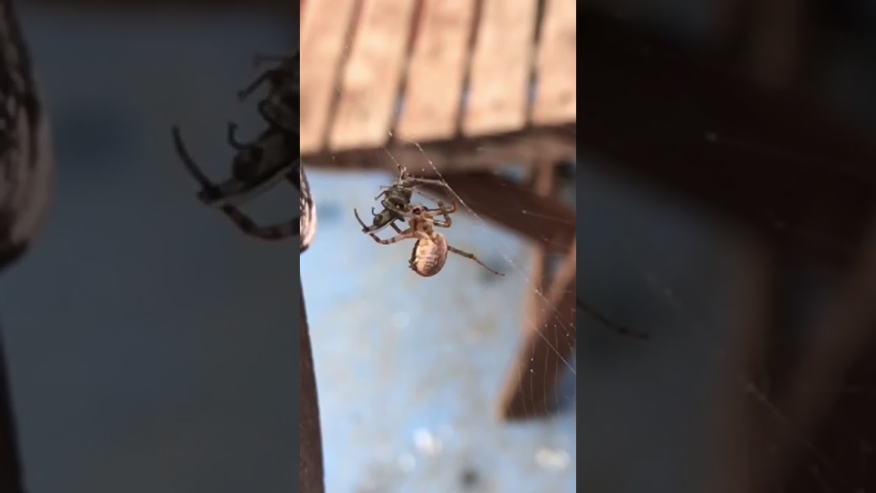 Spider taking its prey away slow motion