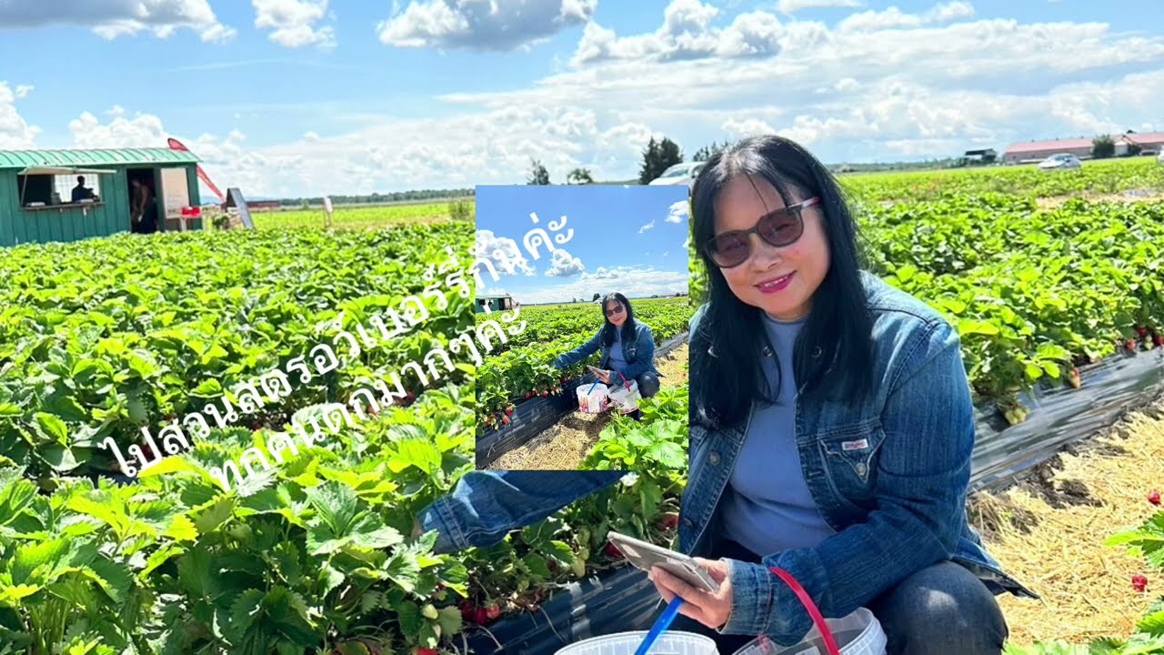 สวนสตรอว์เบอร์รี่#ฝรั่งเศส#Battenheim#france