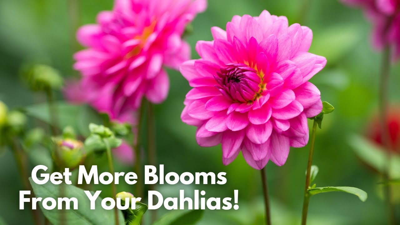 How to get more blooms from your dahlias!