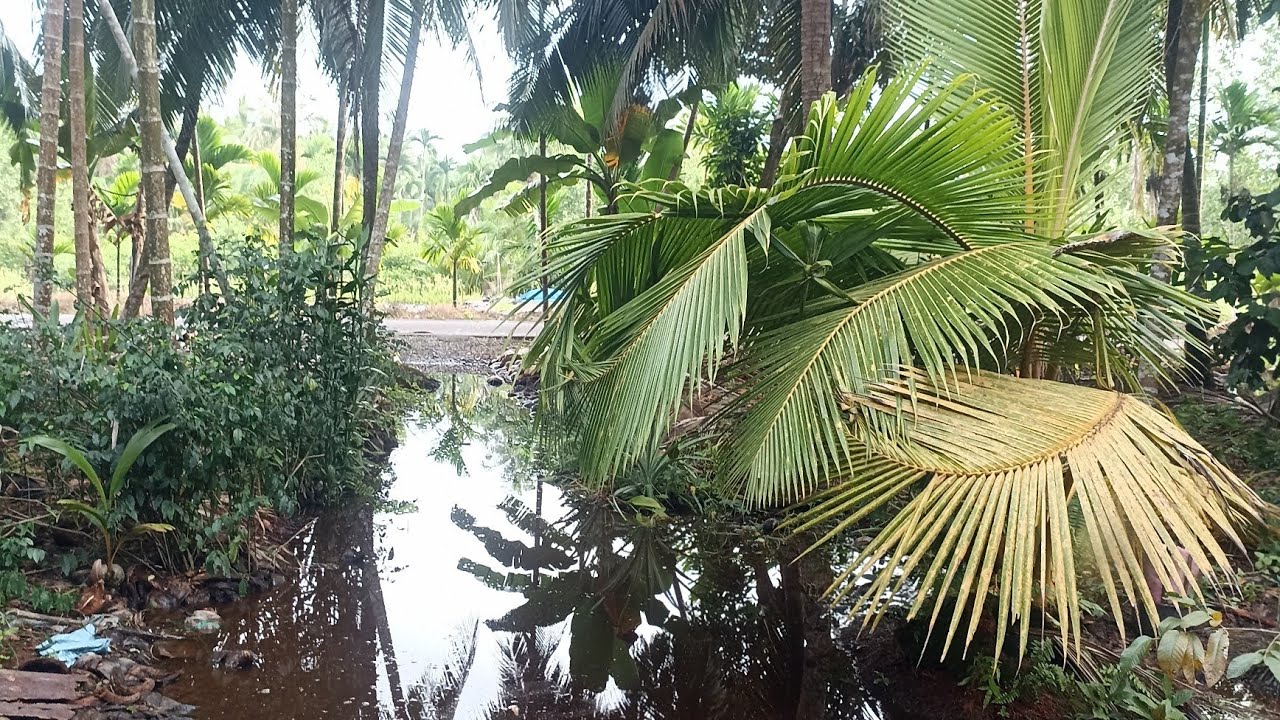 Jalan jalan didepan dan belakang rumah #jalanjalan #belakangrumah#depanrumah   live sekarang!