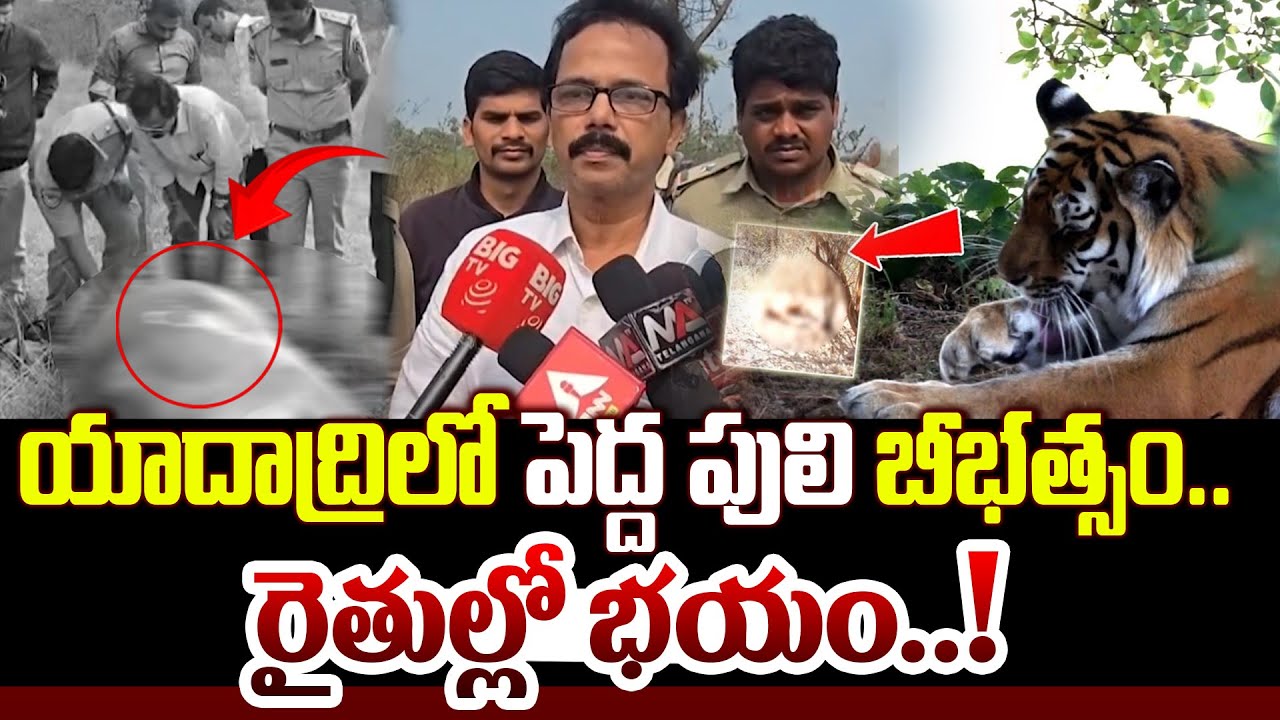 “యాదాద్రిలో పెద్ద పులి బీభత్సం..రైతుల్లో భయం!” | Qnews