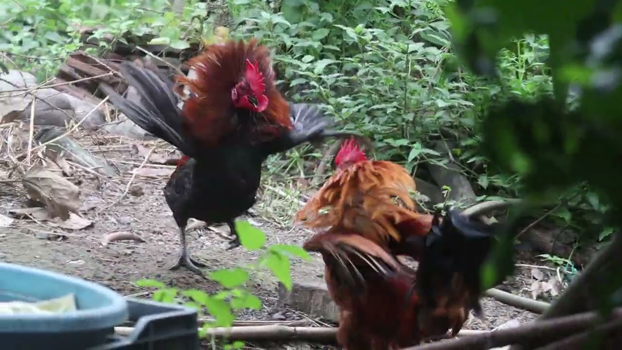 Rooster Versus Rooster: A Comedic Video. 🐓😂 #Rooster #Fight #Comedy
