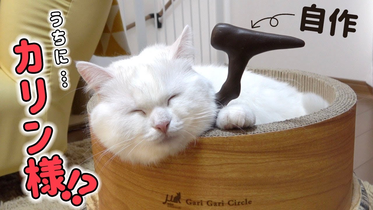 【実写版？】うちの猫の寝顔が完全にカリン様だった…！