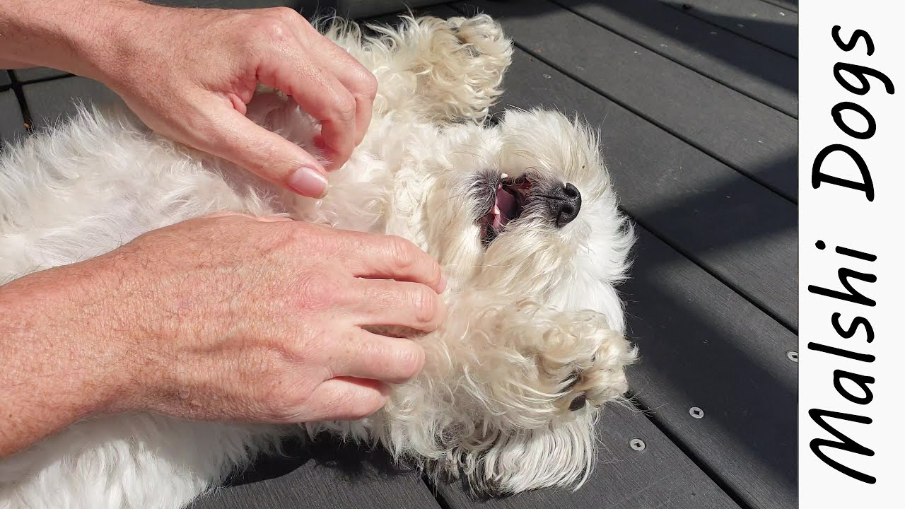 Malshi Dog Grooming Fun, Happy Wookidog 4K Dog Video