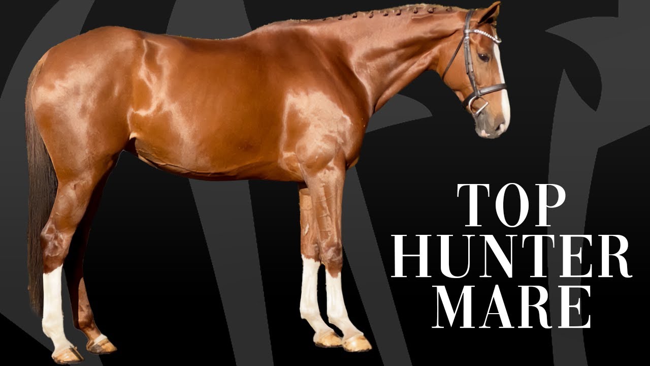 BEAUTIFUL 16.2hh SIX YEAR OLD TOP HUNTER MARE