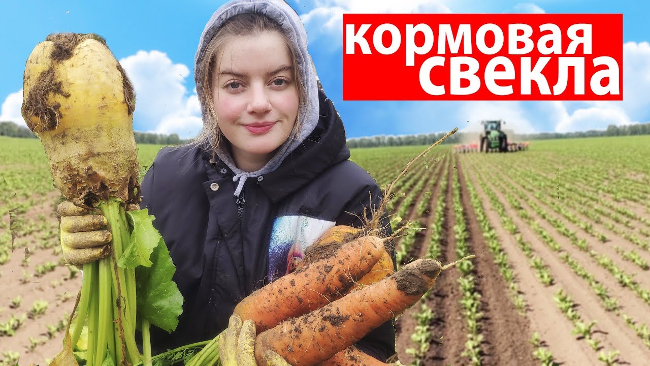 Результаты по выращиванию кормовой свеклы. Наш огород в деревне