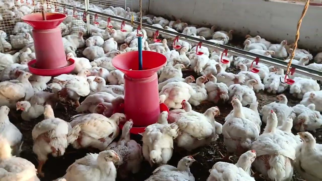 37 days weight 2kg 400g ka ho gaya hai /37 दिनों में 2 किलो 400 ग्राम वजन हो गया है #poultryfarming 