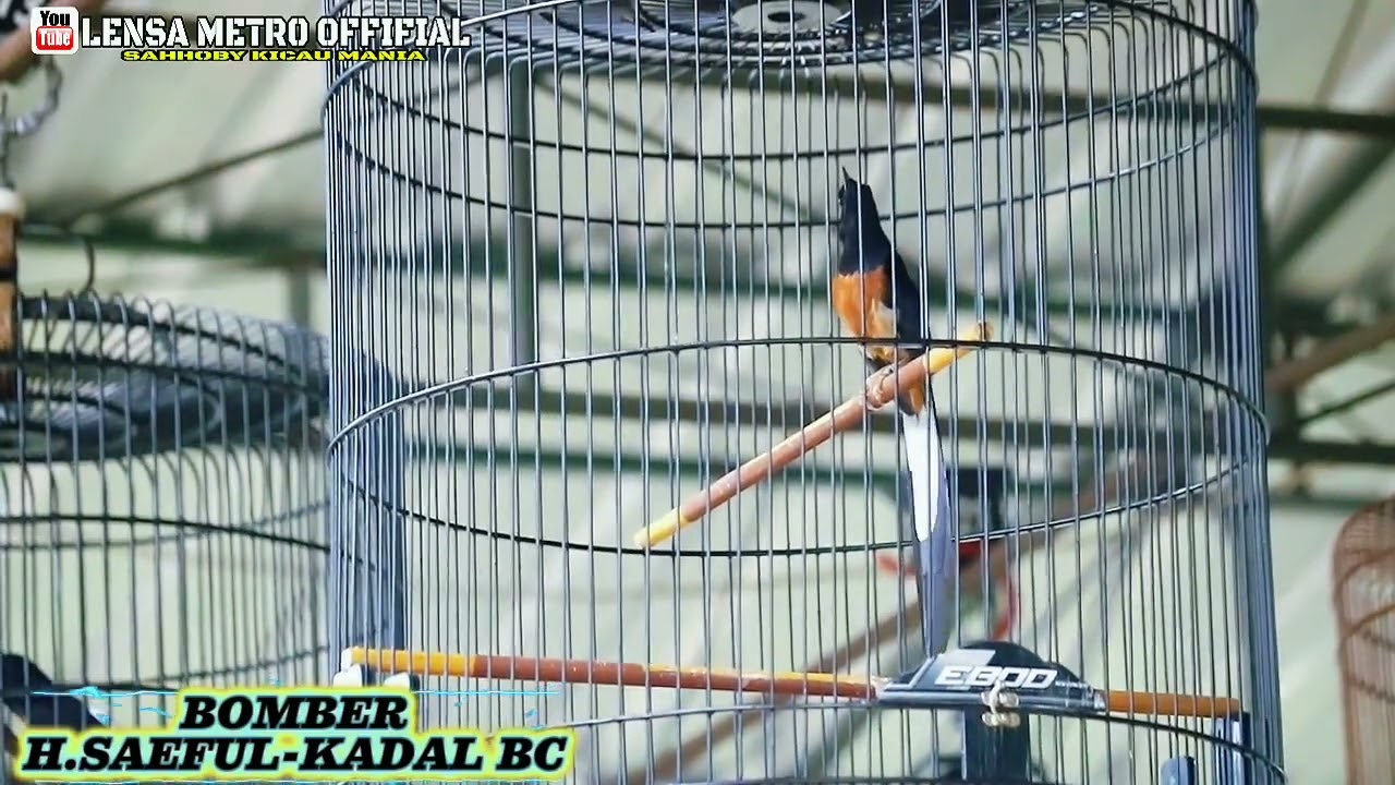 MURAI BOMBER -H.SAEFUL -KADAL BC || BIKIN HEBOH SATU LAPANG DENGAN AKSI HEBATNYA.