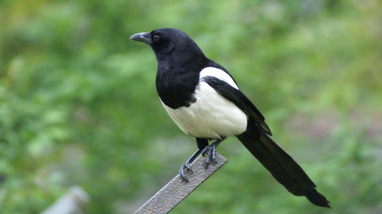 El p&aacute;jaro m&aacute;s INTELIGENTE del Mundo - La Urraca