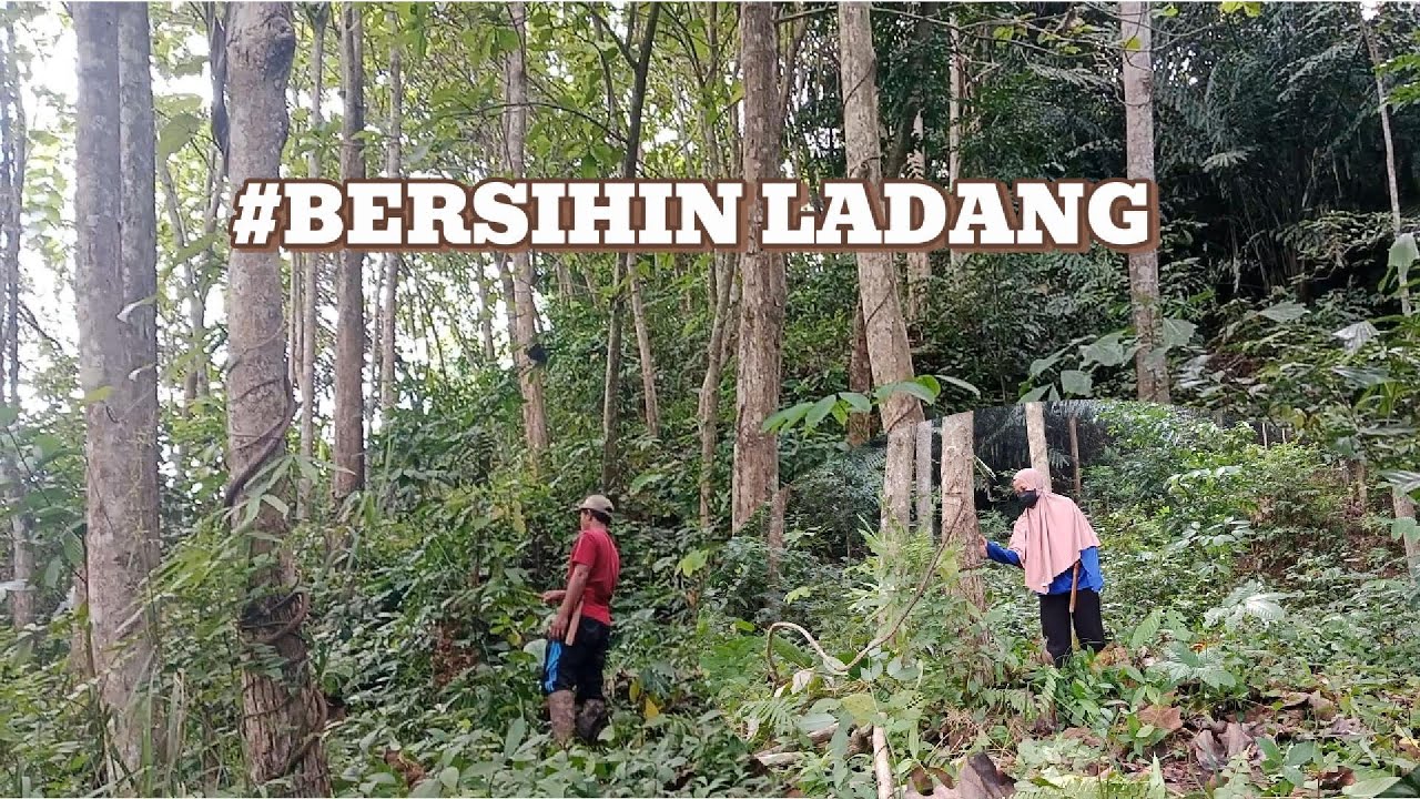 PULANG DARI LADANG LANJUT KASIH MAKAN IKAN DI KOLAM
