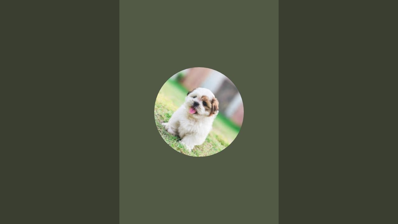 ShihTzu Roxy is live!