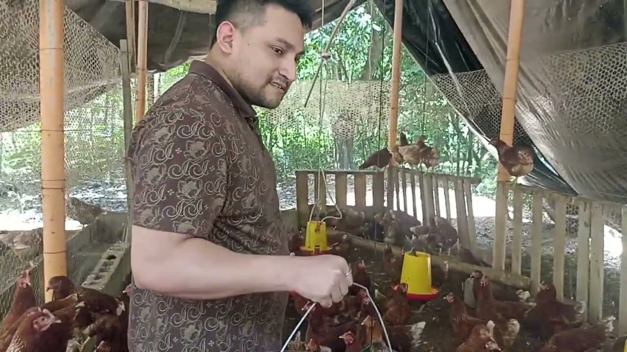  granja de pollos más grande que vi en Guatemala 🇬🇹🤯
