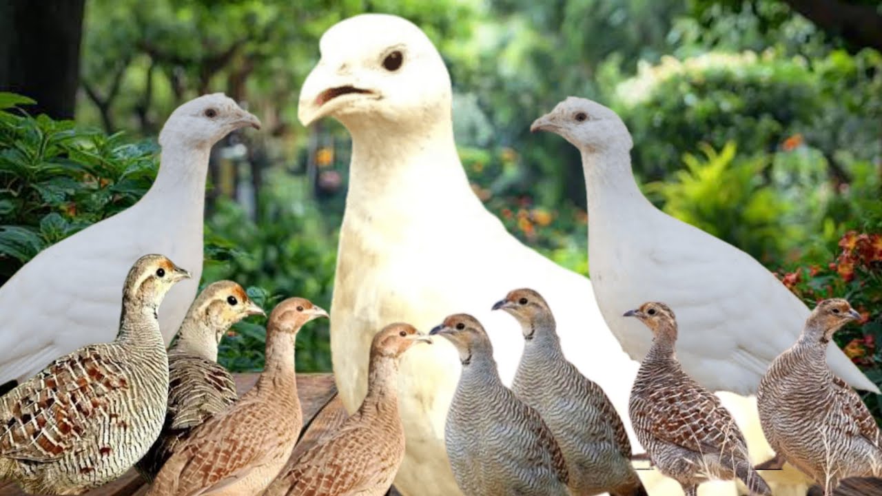 Female Teetar Voice | Francolin Pair Calling in Jungle | Teetar Awaz Sound|Partridge Pair Sound