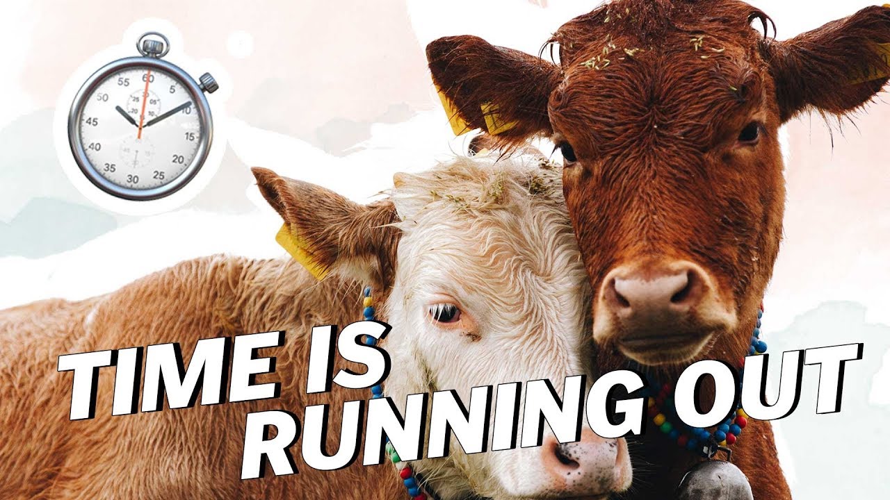 BEEF AND DAIRY Are Collapsing | Vegan News | LIVEKINDLY