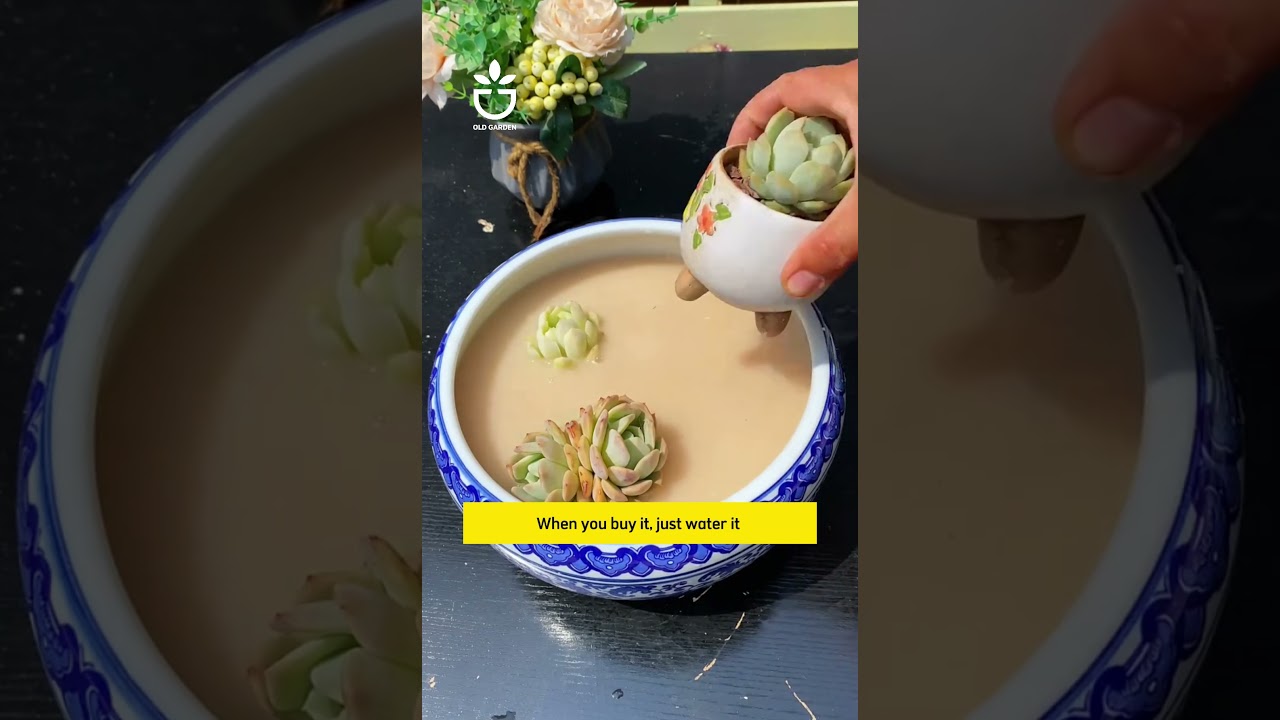 Your succulents will no longer encounter leaf diseases. #garden #namrose #gardening