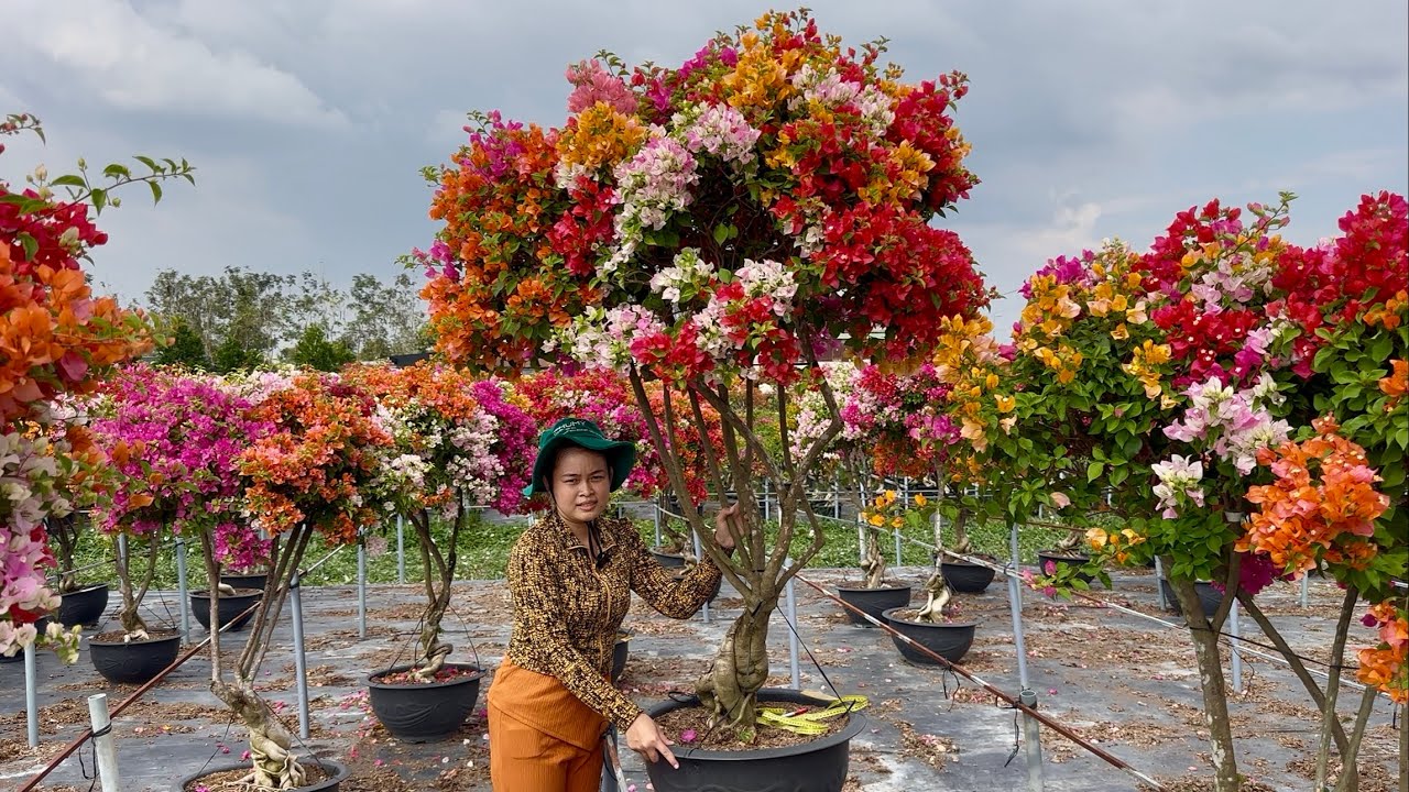 Hoa giấy siêu đẹp trang trí Tết, rực rỡ ngũ sắc thái, 6 màu ☎0762.966.109 Hoàng Thịnh