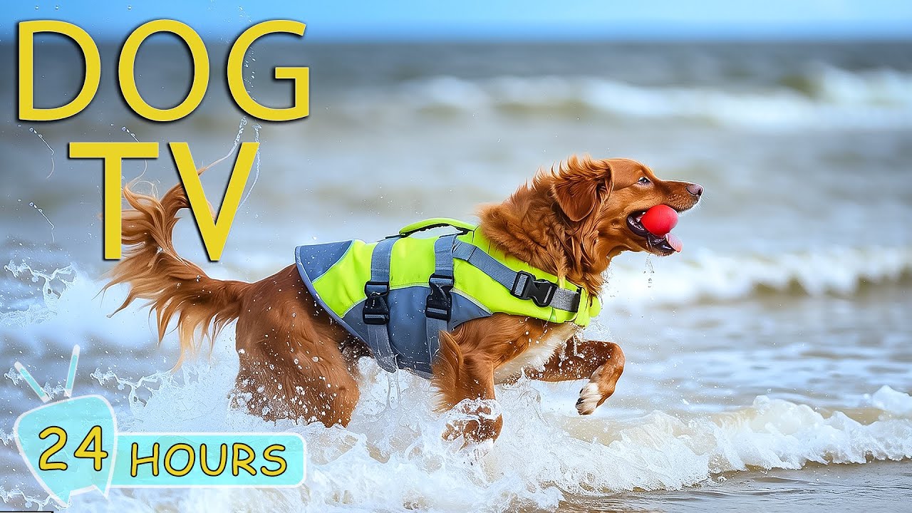 DOG TV: The Best 24 Hours of Soothing Music for Anxious Dog When Home Alone -Video Entertain for Dog