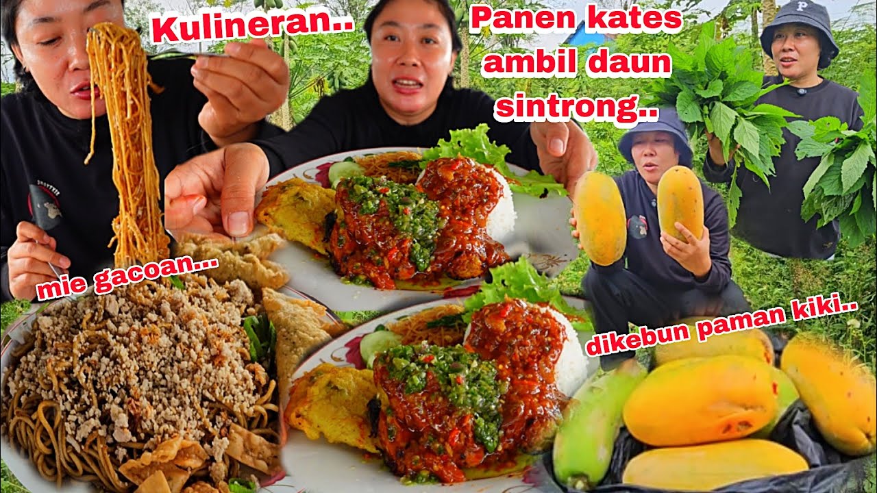 PANEN BUAH PEPAYA DAN AMBIL DAUN SINTRONG DIKEBUN PAMAN KIKI + KULINERAN