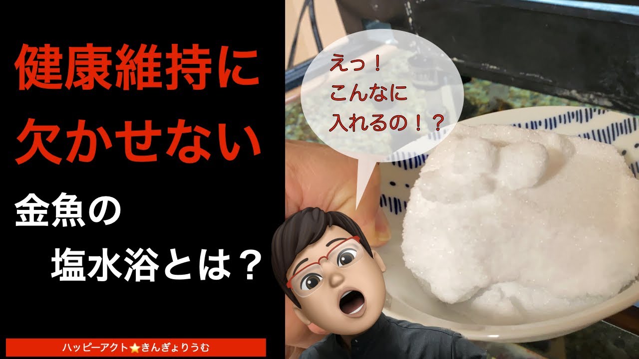 金魚の塩水浴（塩浴）を網羅的に解説！目的や効果、方法、留意点、期間や真水に戻す方法まですべて取り上げます
