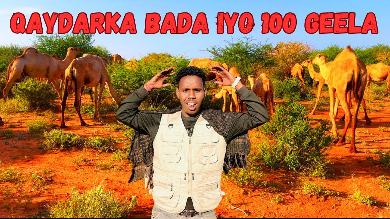 BARWAAQADA MIIGA QAYDARKA BADDA IYO GEEL DHALAY