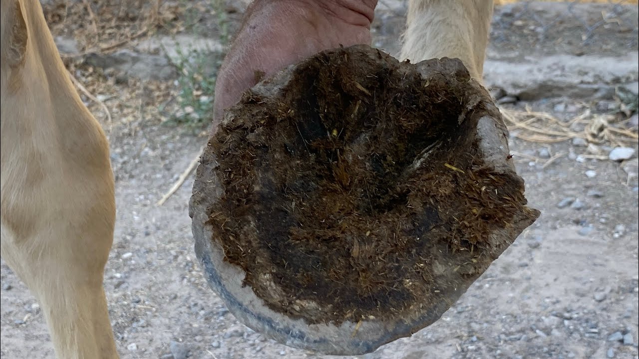Caballo con pezuñas largas ll las mejores restauraciones