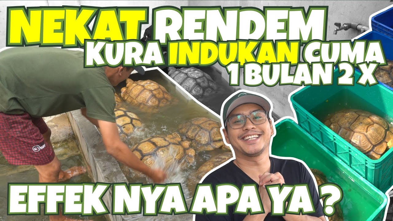 RAHASIA BUMI REPTILE RENDAM SULCATA CUMA 1 BULAN 2X | KURA AUTO SEHAT SEMUA