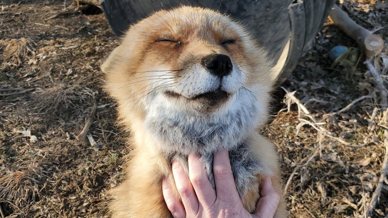 Finnegan's fox sitter Merri sends me a update video