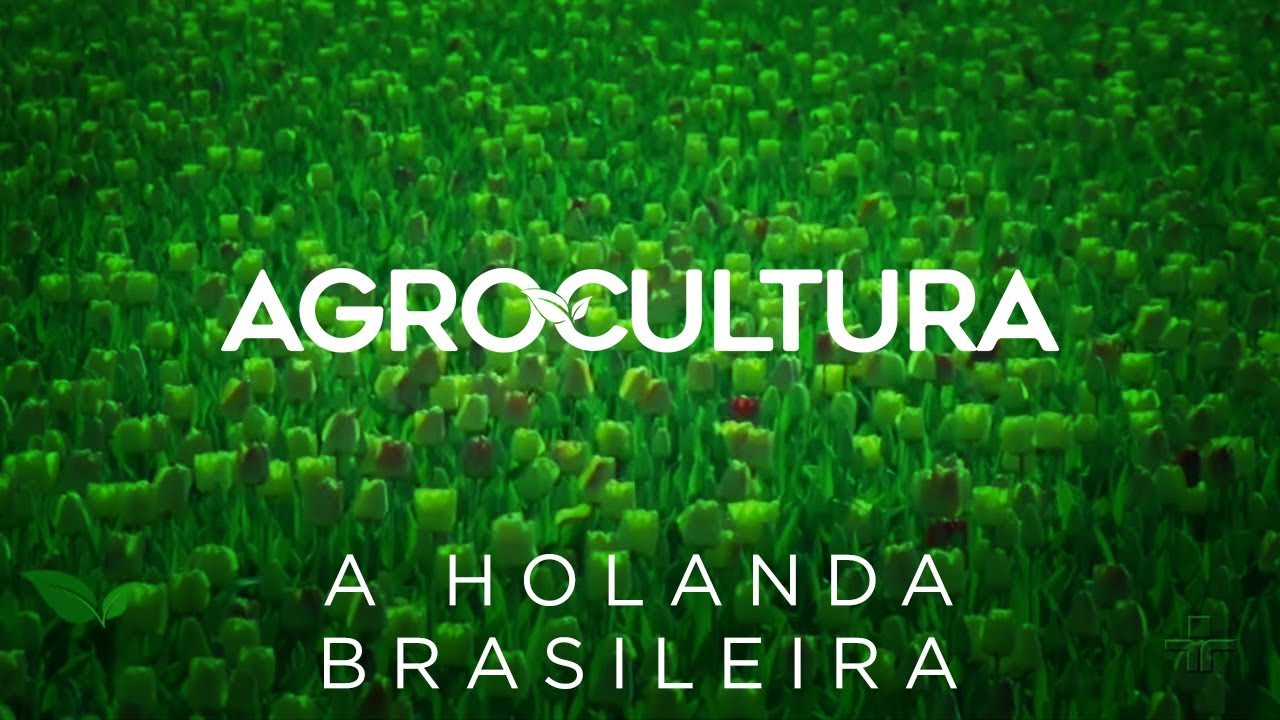 O paraíso florido paulista: Holambra | AgroCultura