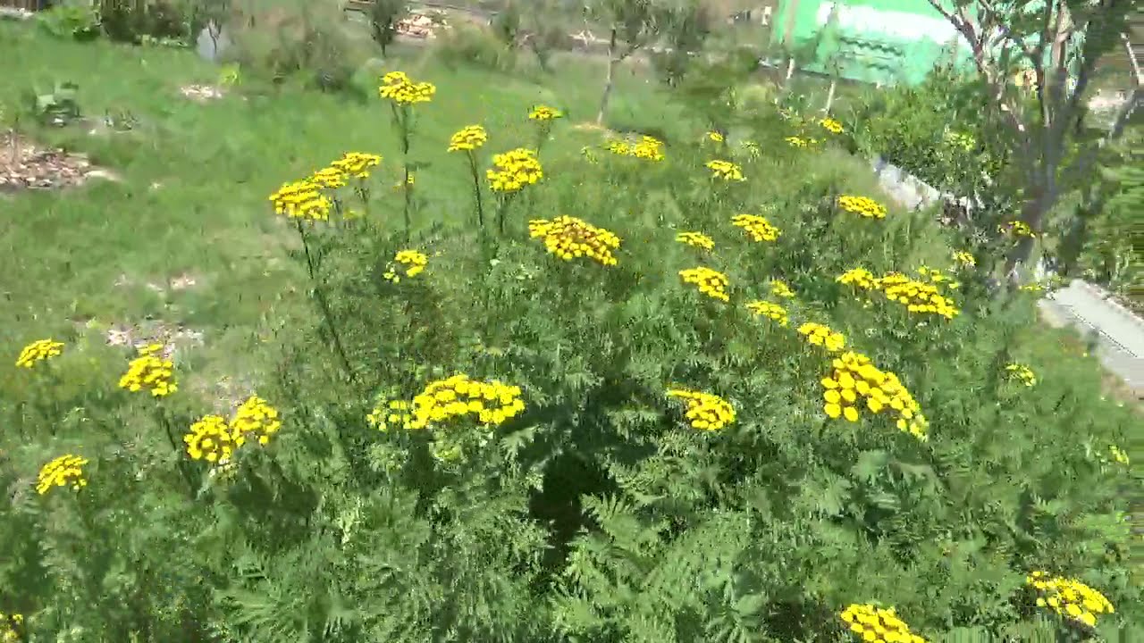 Пижма обыкновенная (Tanacetum vulgare) &ndash; горькая трава, коровья горечь, золотистая трава &ndash; медици...