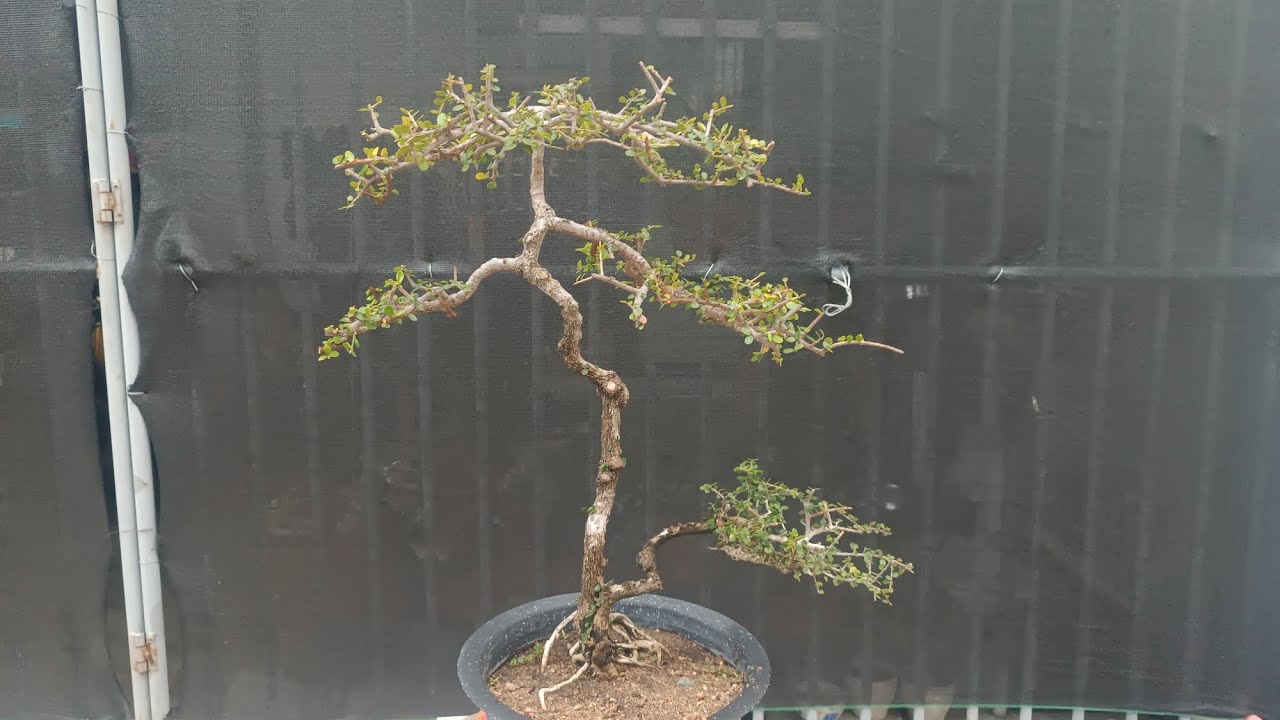 M897. gl ae một cây sam chua. Lh 0933648634