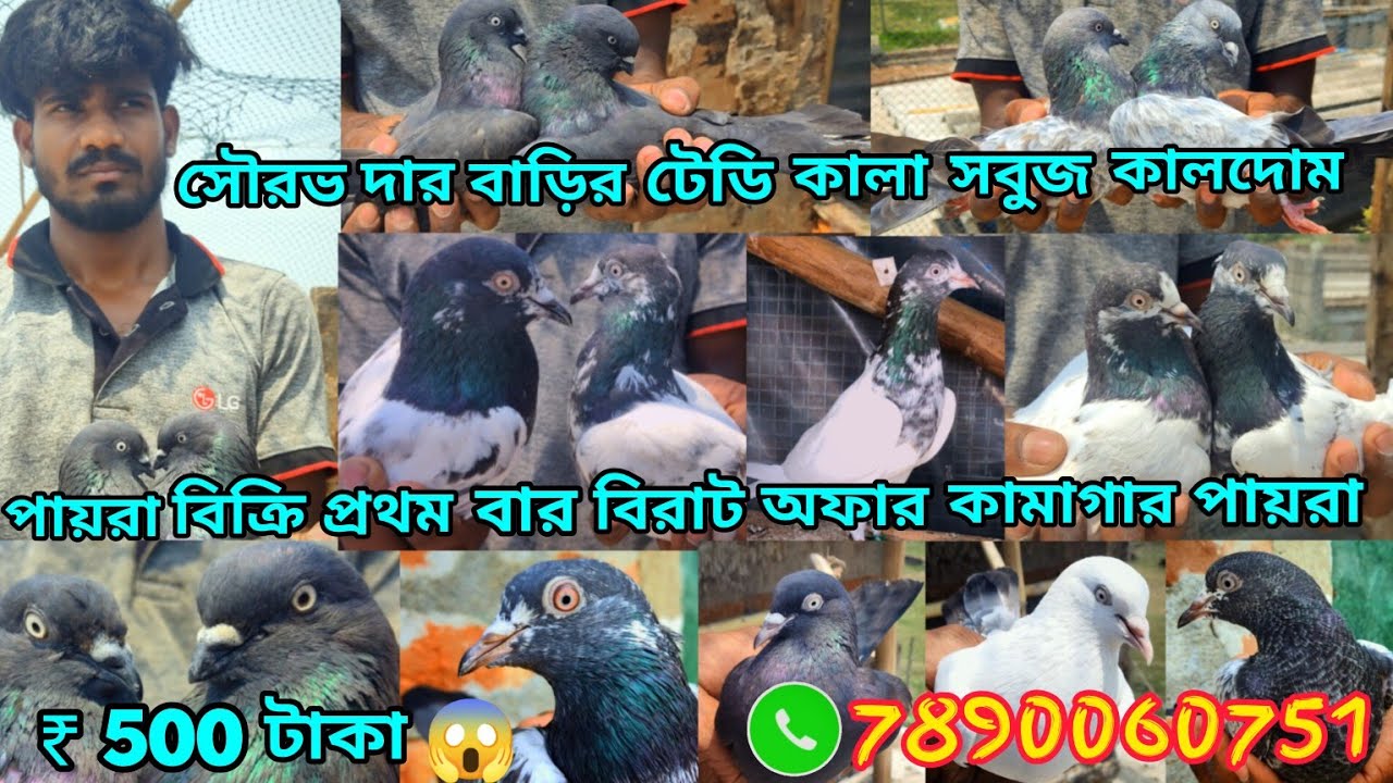 সৌব়ভ দাব় বাড়িব় কামাগাব় পায়ব়া মাএ ₹500 টাকা  প্রথম বাব় টেডি কালদোম কালা সবুজ পায়ব়া ও বিক্রি