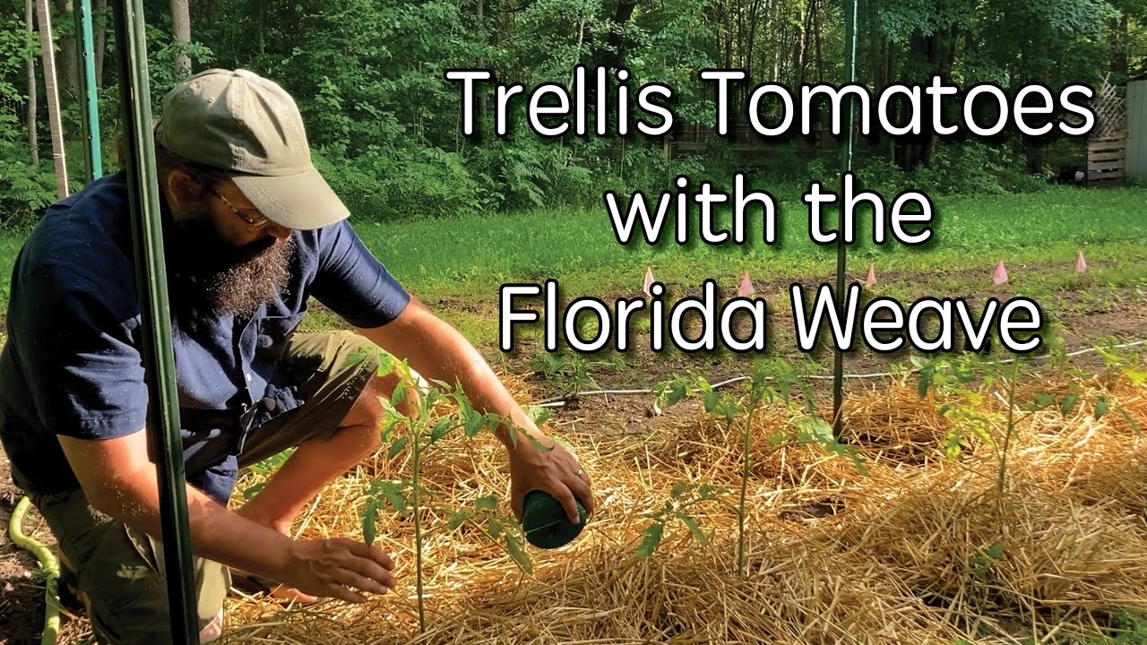 Trellis TOMATO Plants Using the FLORIDA WEAVE
